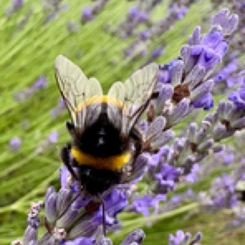30-j&auml;hries Bestehen der S&auml;chsischen Gartenakademie